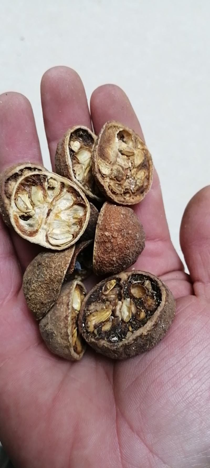 东风橘枸橘梨枸橘李东风橘不满意可退换货