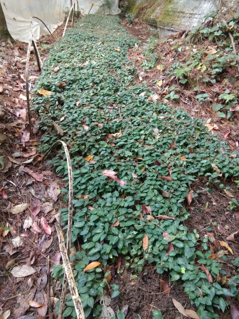 我是种植户，自家基地直发高杆姜型大黄精种苗，路天育苗。