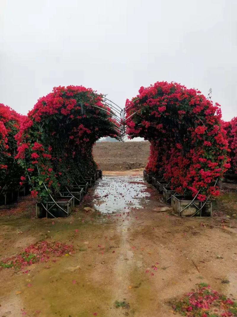 景观造型三角梅，动物造型，柱形，自然形，各种规格造型，