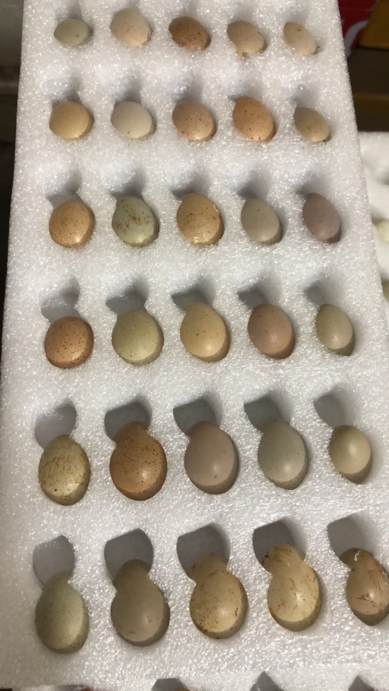 芦丁鸡种蛋，孵化率高，成活率高，快递发货
