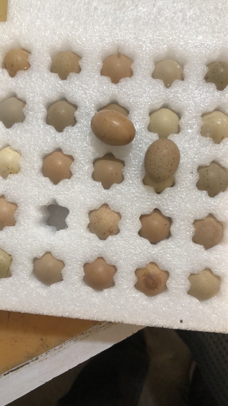 芦丁鸡种蛋，孵化率高，成活率高，快递发货