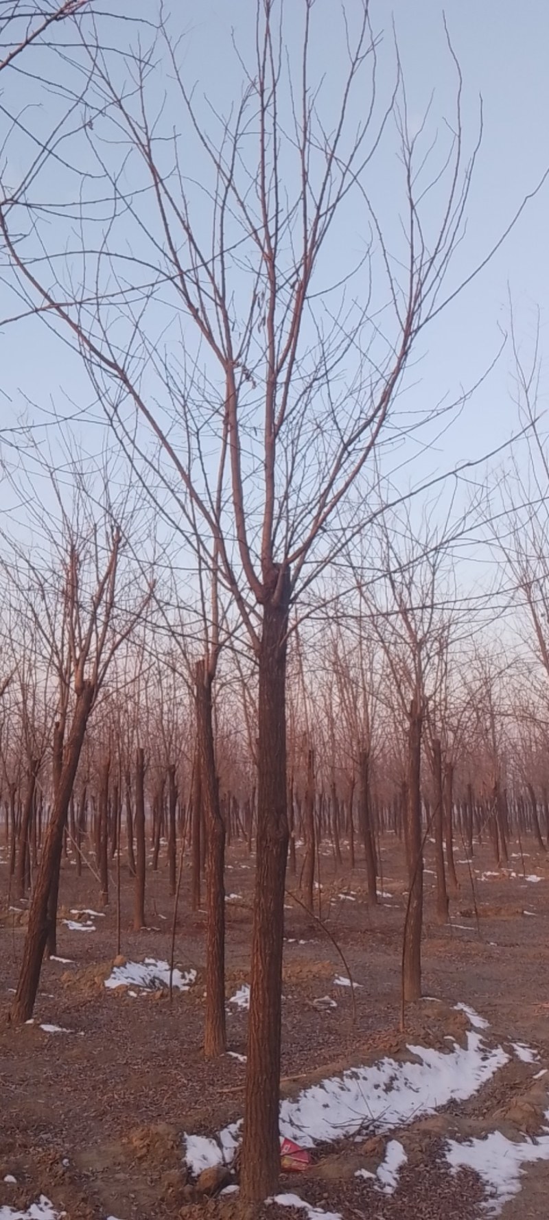 香花槐胸径14一16公分，海量供应，欢迎采购