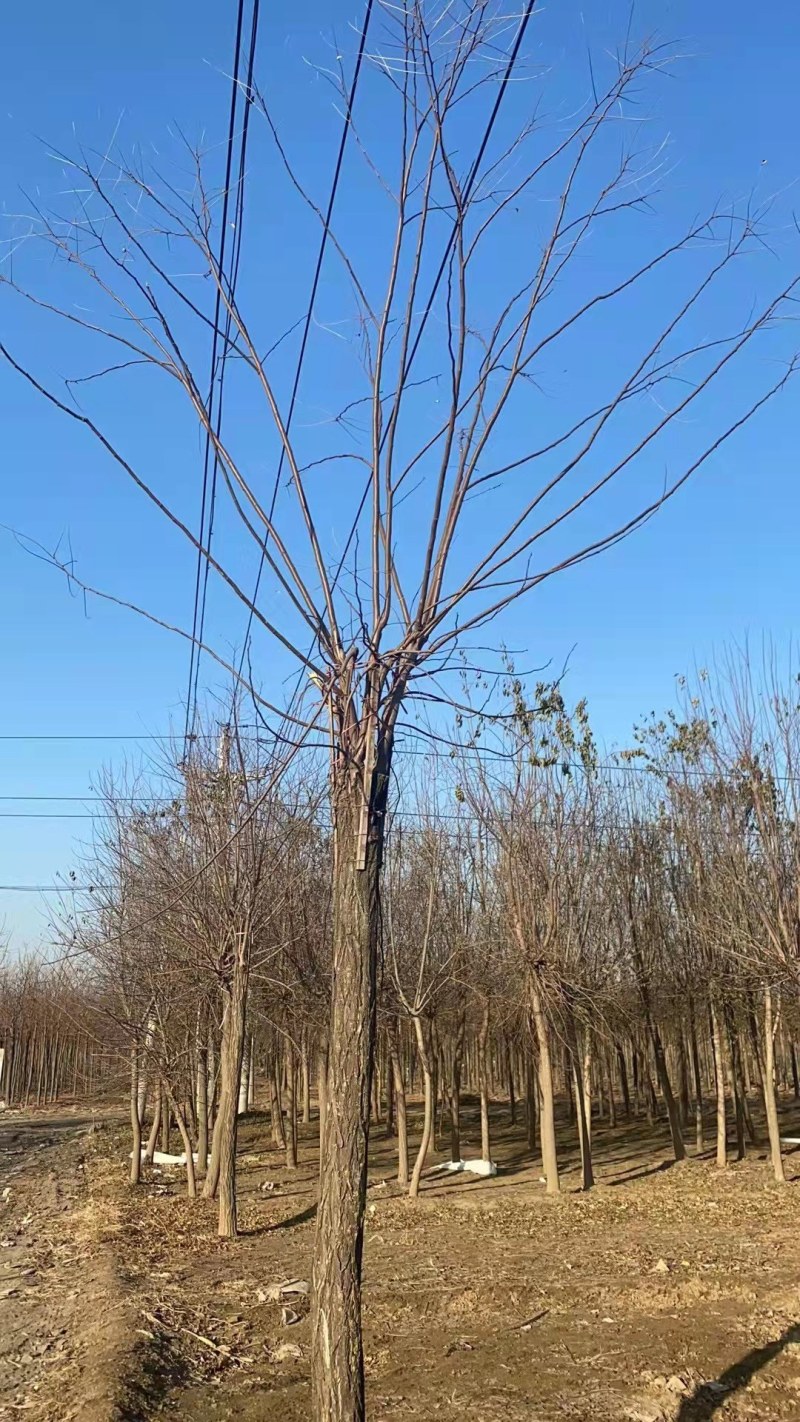 香花槐胸径14一16公分，海量供应，欢迎采购