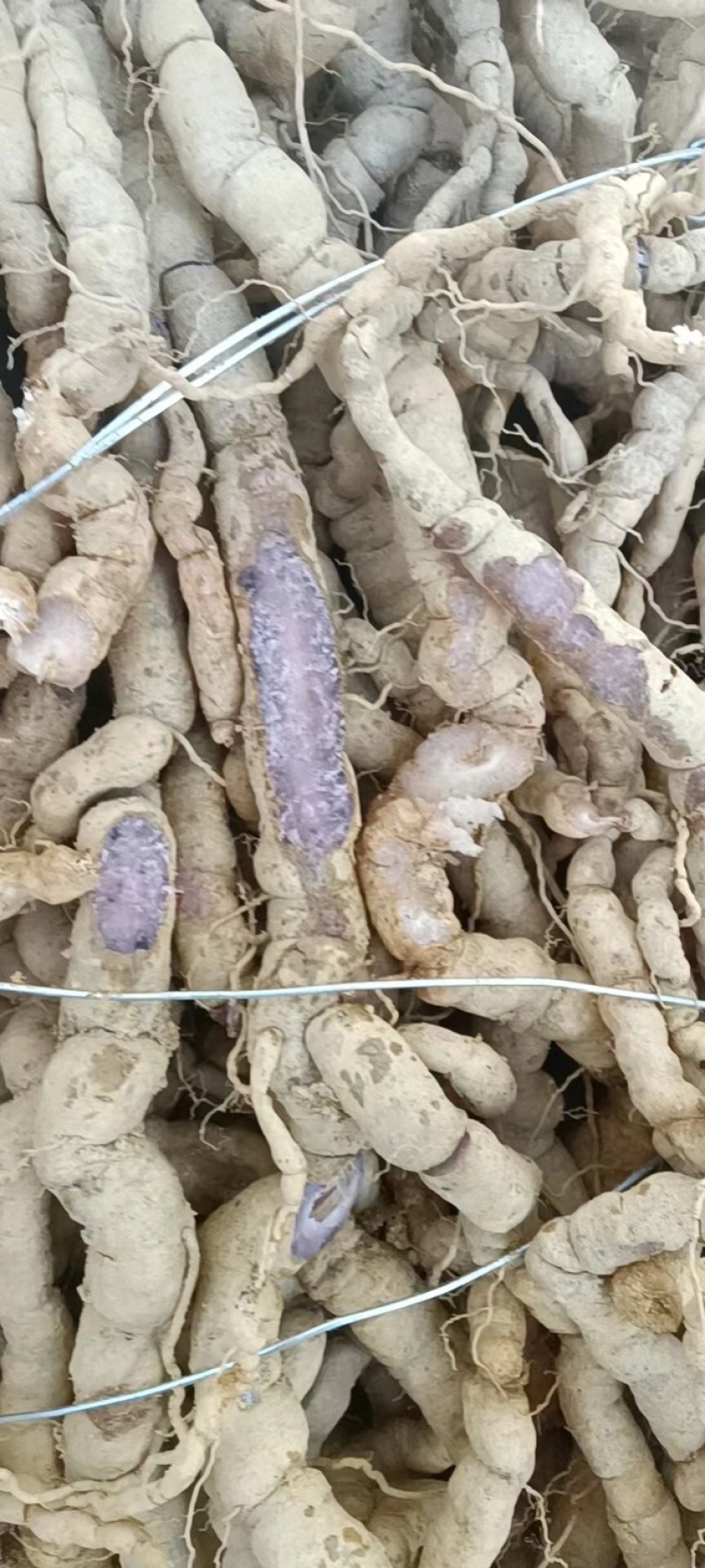 新鲜老巴戟天