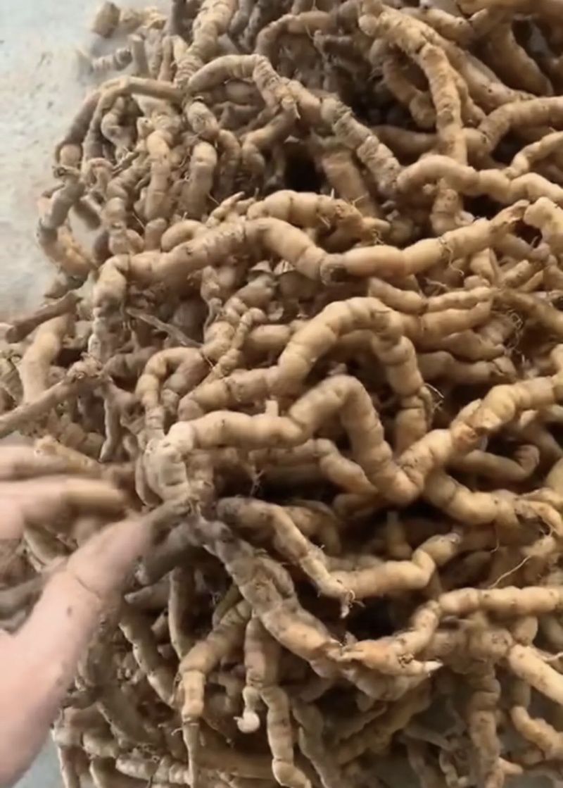 新鲜老巴戟天