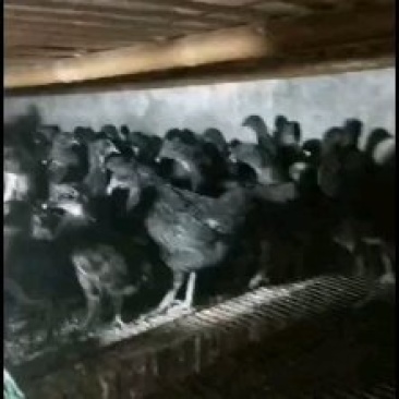 乌黑一绿壳蛋鸡苗
