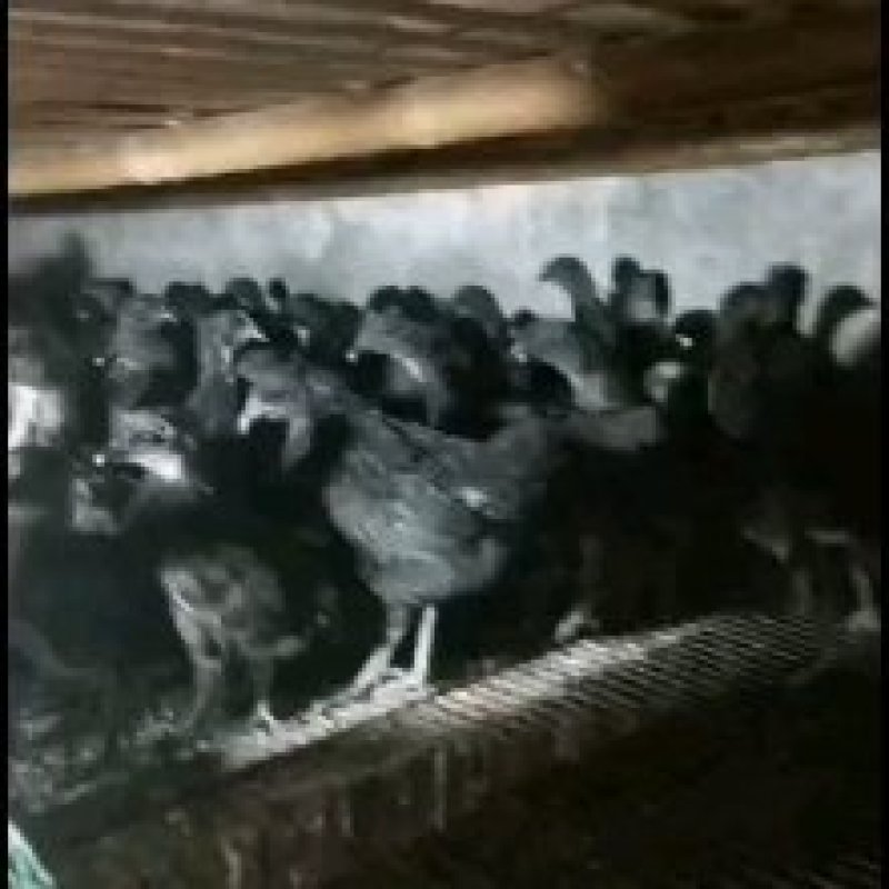 乌黑一绿壳蛋鸡苗