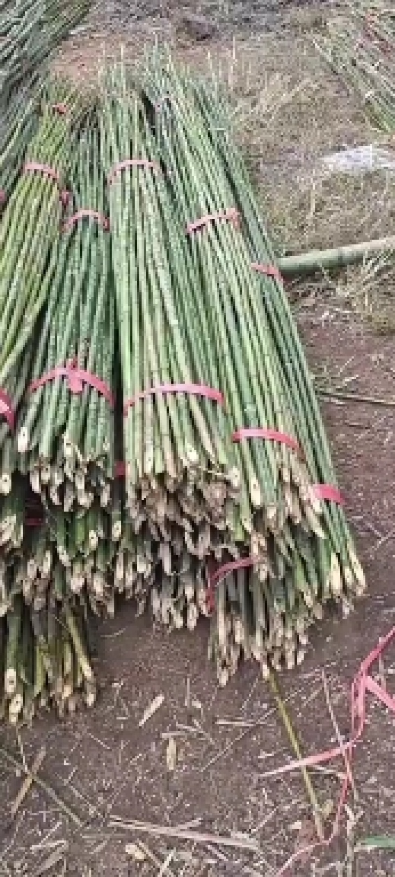 优质菜架竹，可用做豆角黄瓜架，西红柿架，丝瓜架，冬瓜架
