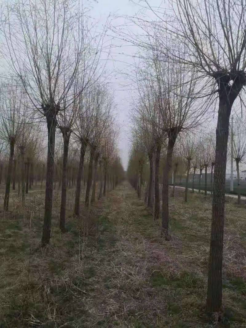 江苏丰县柳树，2～18公分大量出售，货源充足，来电优惠
