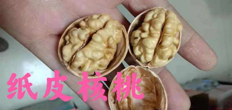 新疆特产185，纸皮核桃