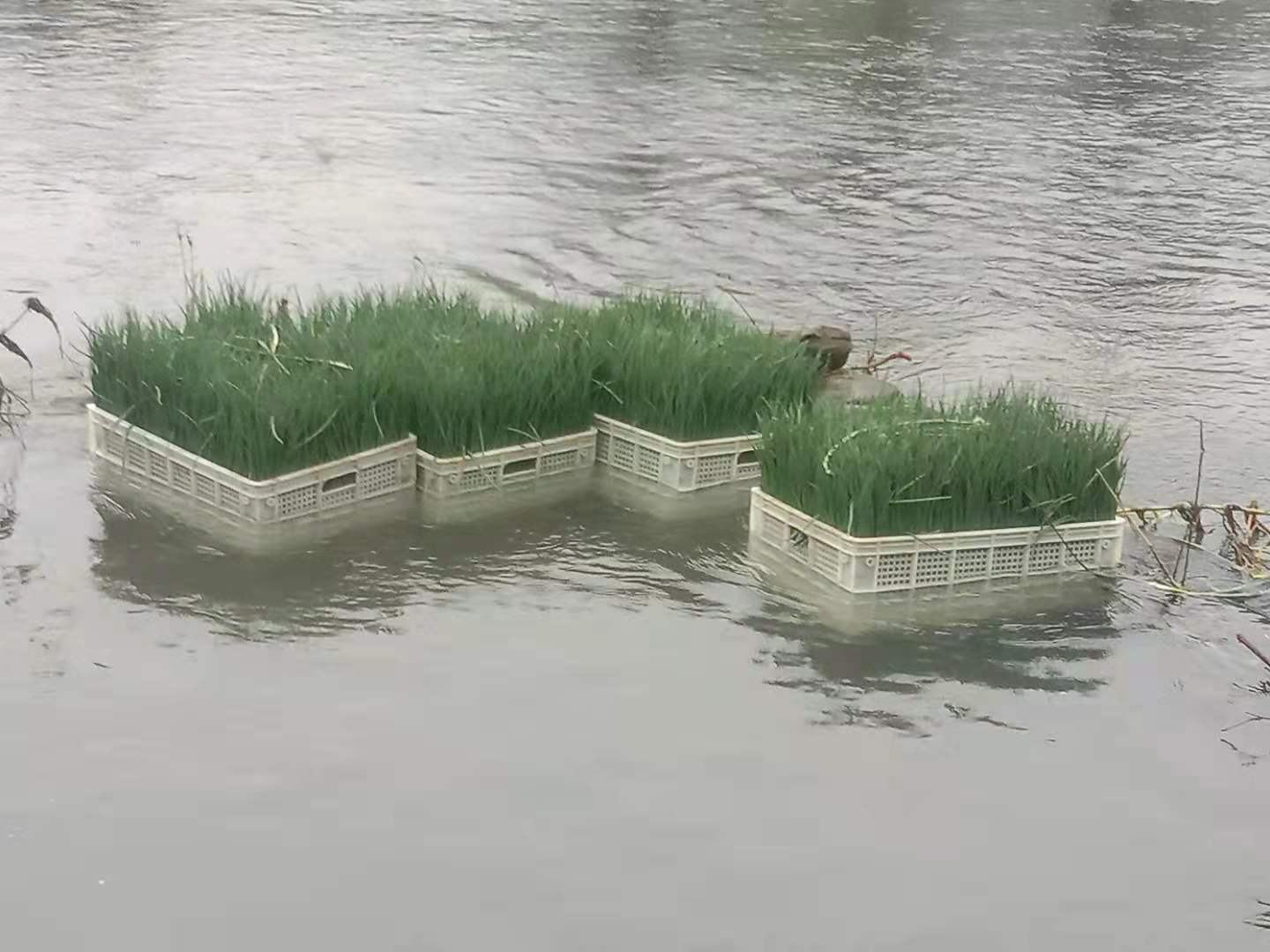 花蛤在盐水中吐沙的场景