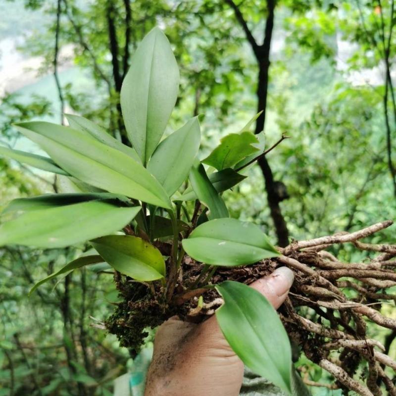 贵州兔耳兰野生兰花办公司盆景矮种兔耳兰5月花期