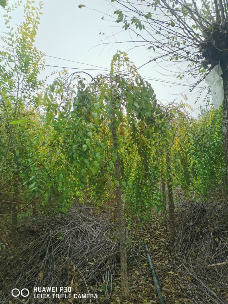 8公分金叶垂榆价格多少金叶榆基地河北垂榆基地