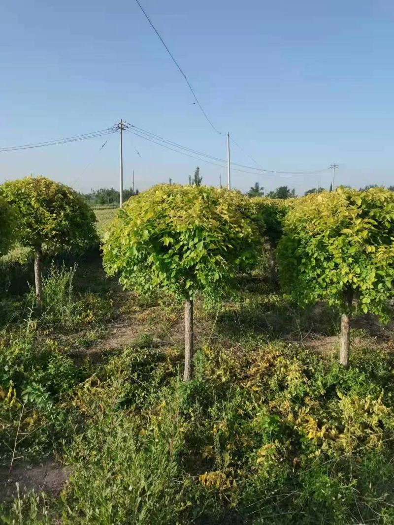 金叶榆球价格河北金叶榆基地，金叶榆地球，金叶榆杆球
