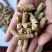 花生壳颗粒，质量保证，量大优惠，适合牛羊驴马兔