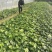 50公分八角金盘常青苗花海景观打造室内摆设