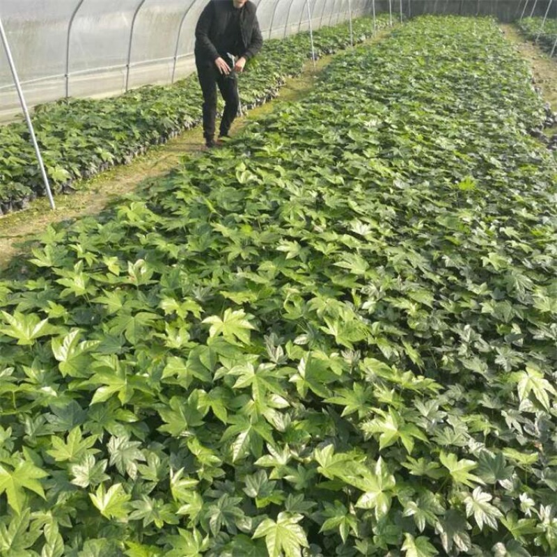 50公分八角金盘常青苗花海景观打造室内摆设