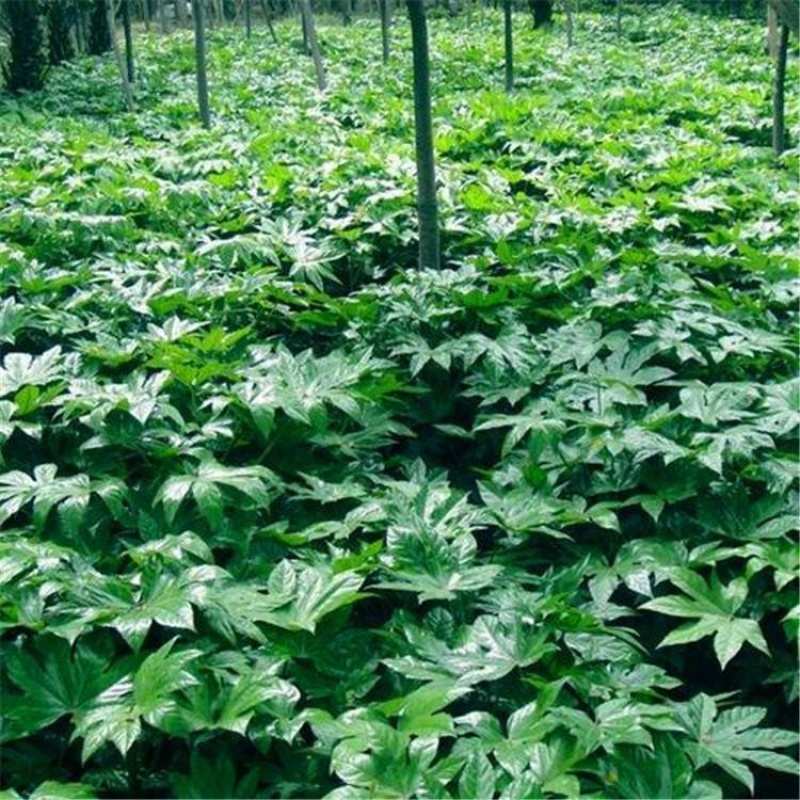 50公分八角金盘常青苗花海景观打造室内摆设