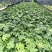50公分八角金盘常青苗花海景观打造室内摆设