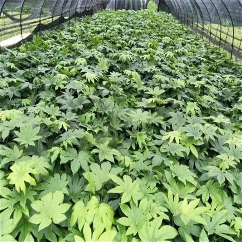 50公分八角金盘常青苗花海景观打造室内摆设