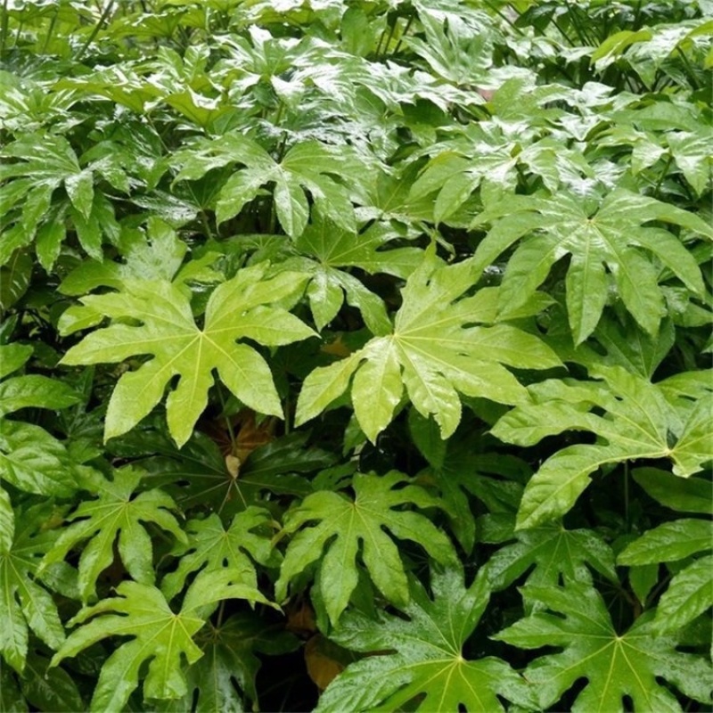50公分八角金盘常青苗花海景观打造室内摆设