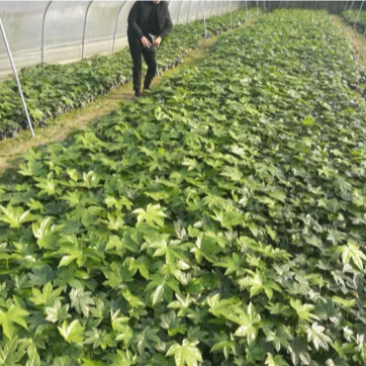 50公分八角金盘常青苗花海景观打造室内摆设