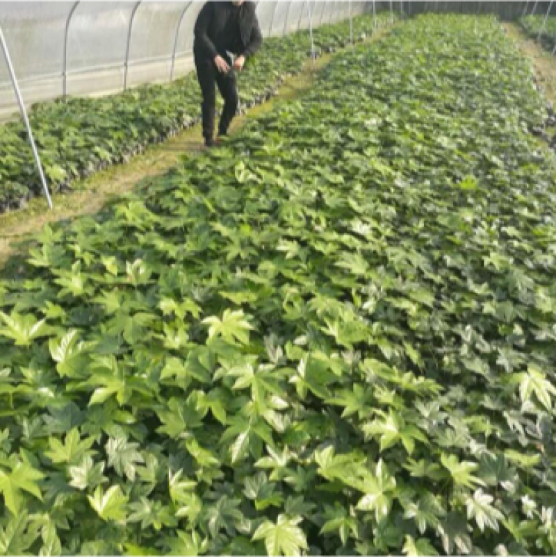 50公分八角金盘常青苗花海景观打造室内摆设