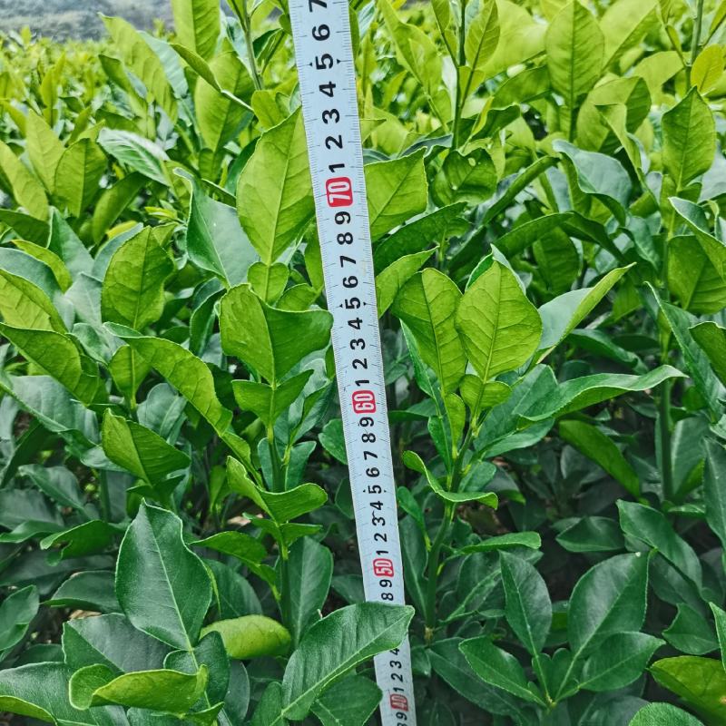 广西容县软枝沙田柚苗桂柚1号苗品种包正基地现货