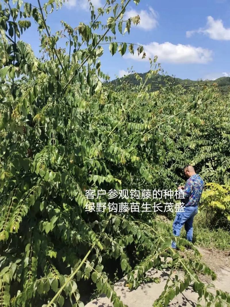 钩藤苗大叶金钩藤苗双钩藤苗鹰爪风苗现挖现卖量大价优