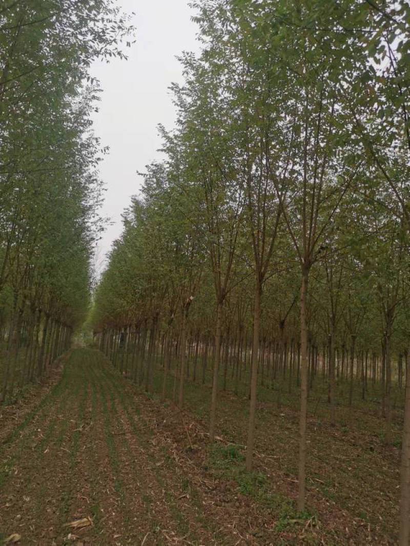 5～14公分刺槐出售，具体规格要求电话详谈，欢迎前来选购