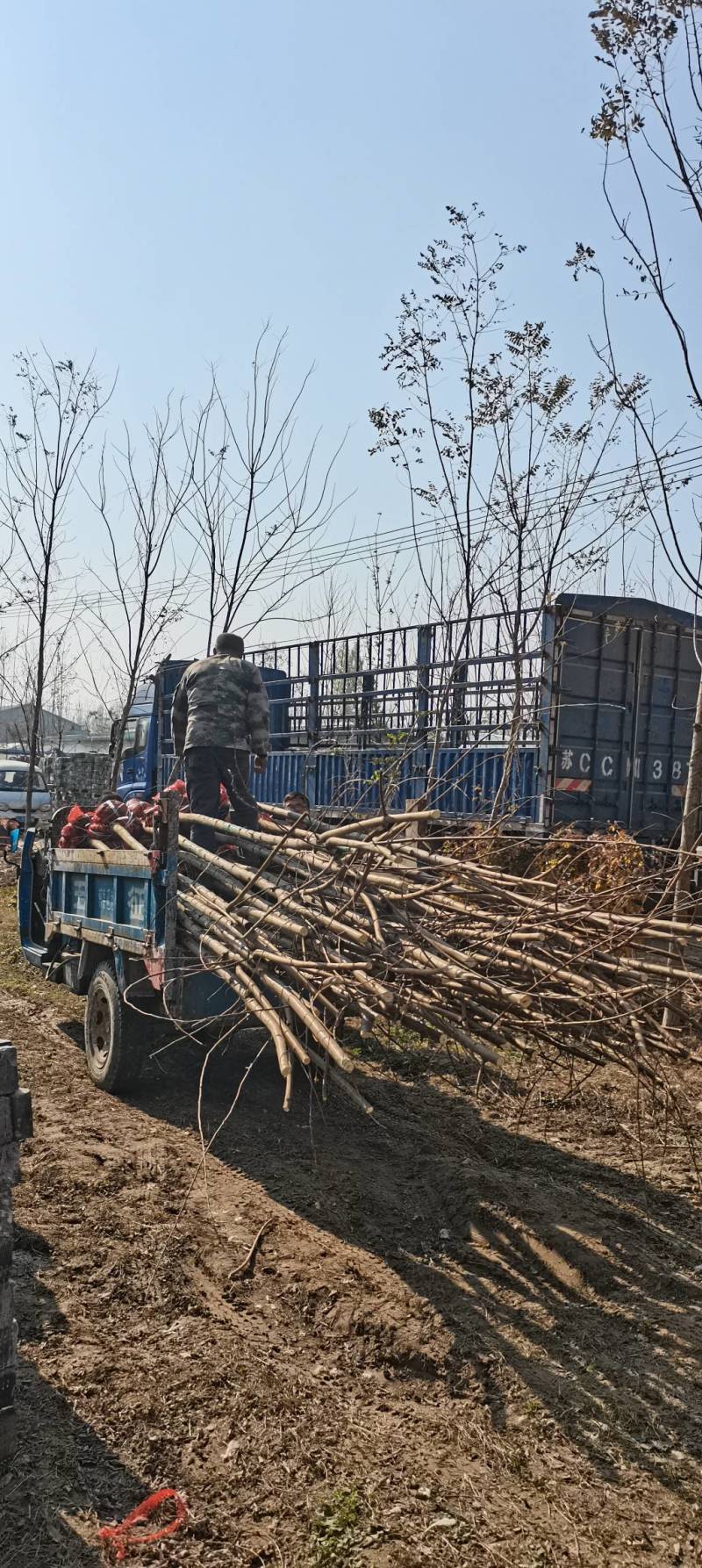 5～14公分刺槐出售，具体规格要求电话详谈，欢迎前来选购