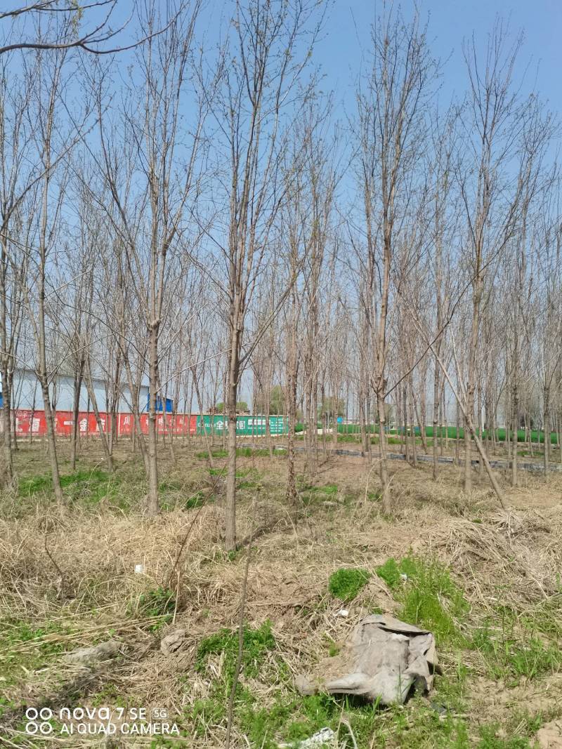 5～14公分刺槐出售，具体规格要求电话详谈，欢迎前来选购