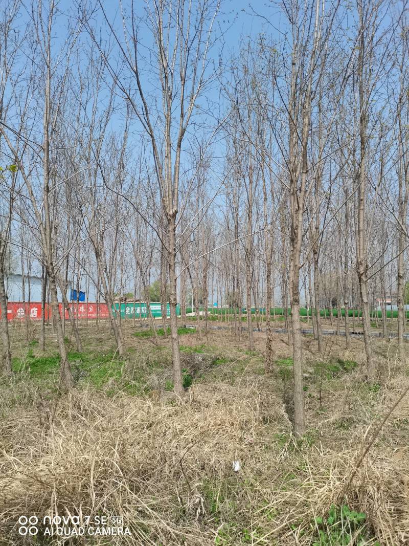 5～14公分刺槐出售，具体规格要求电话详谈，欢迎前来选购