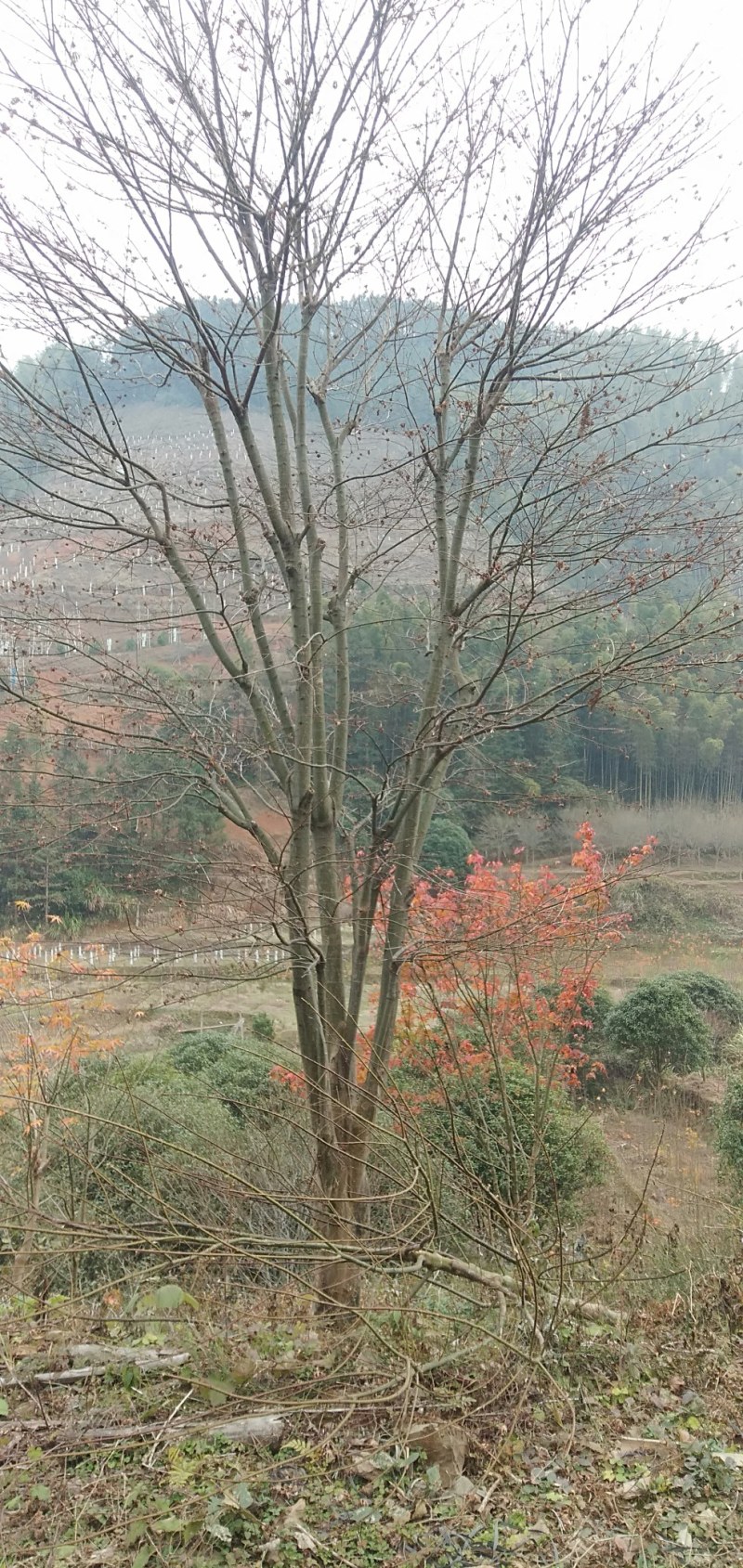 原生红枫自家种植实惠……