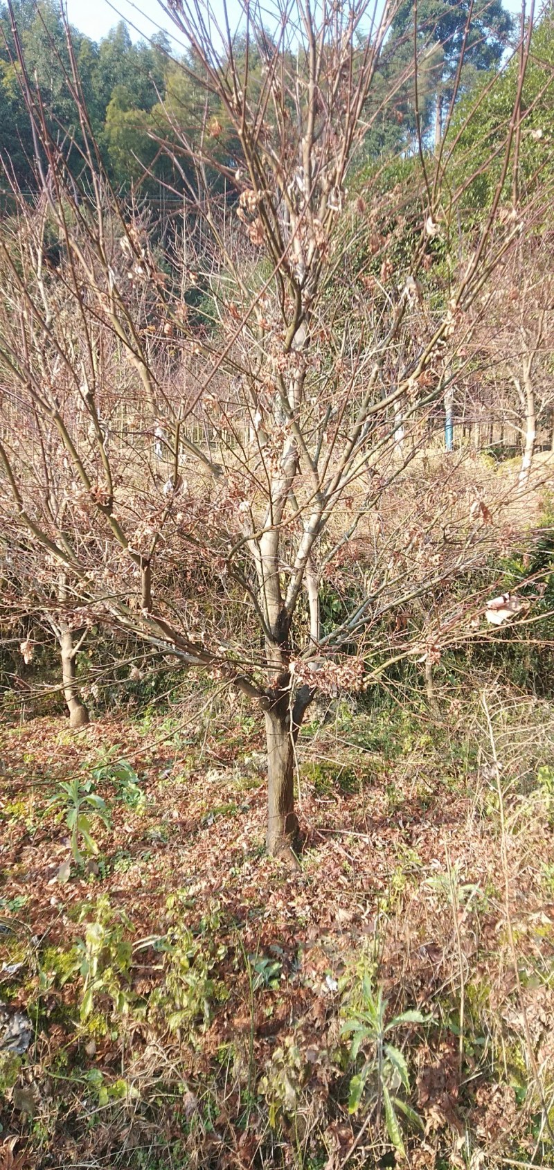 原生红枫自家种植实惠……