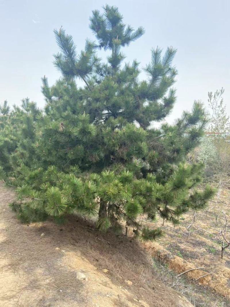 黑松苗黑松公分苗造型苗毛坯苗黑松基地一手货源保证成活率，