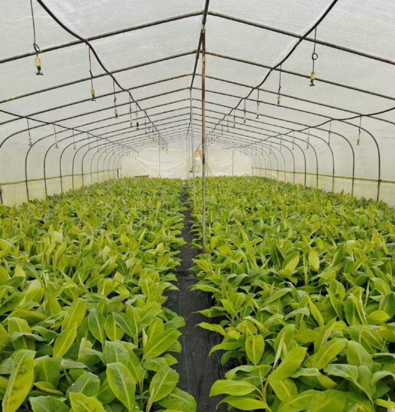 广西农科院制种香蕉苗、金粉蕉苗、西贡粉蕉苗、苹果粉蕉苗