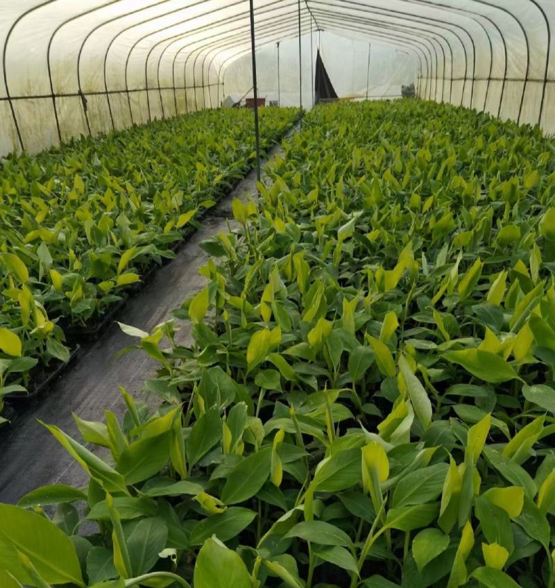 广西农科院制种香蕉苗、金粉蕉苗、西贡粉蕉苗、苹果粉蕉苗