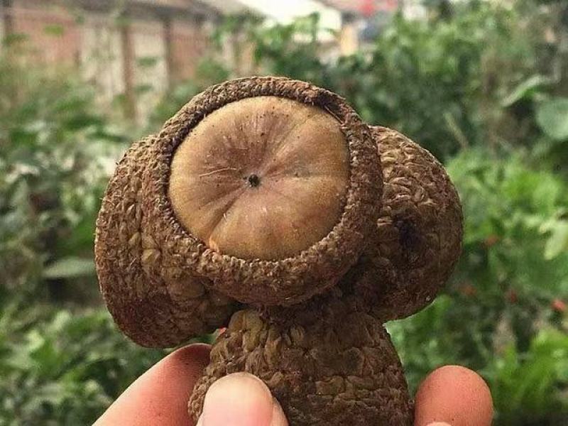 风流果干品，产地直发，一手货源，保质保量