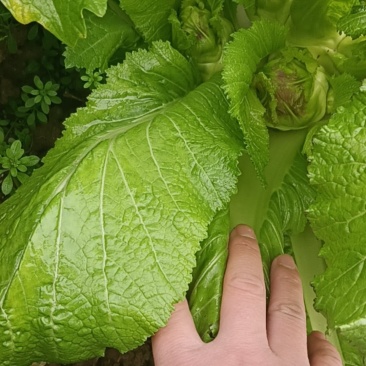 儿菜