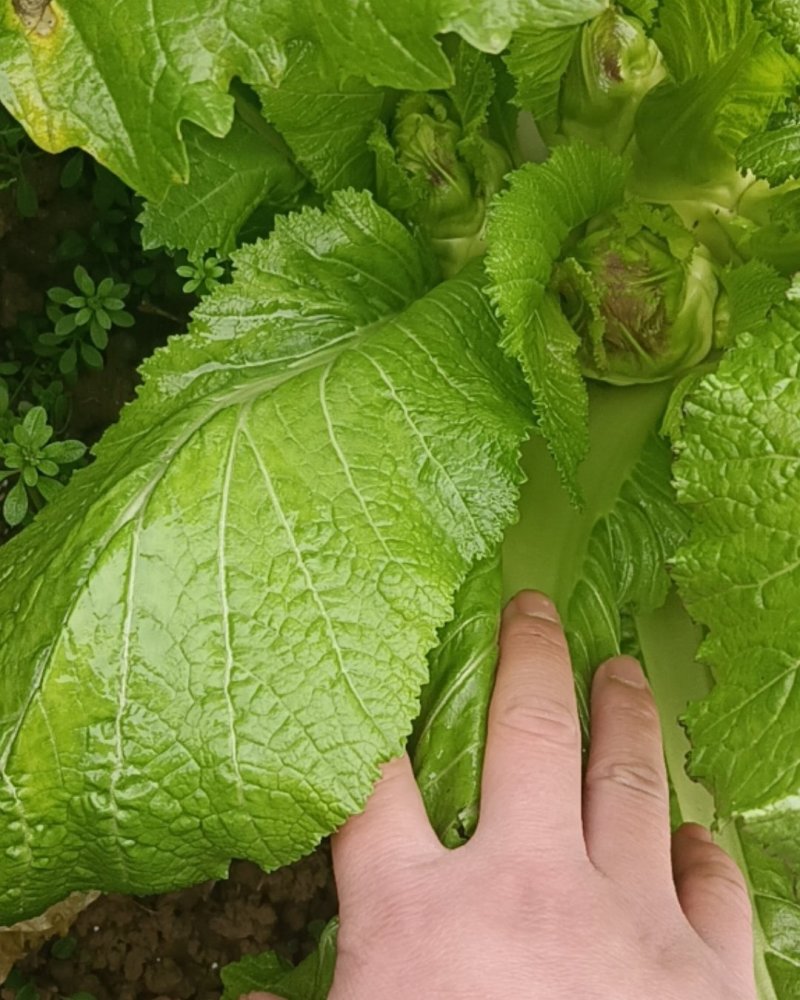 儿菜