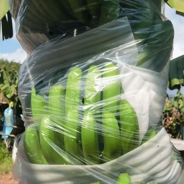 广西农科院制种香蕉苗、金粉蕉苗、西贡粉蕉苗、苹果粉蕉苗