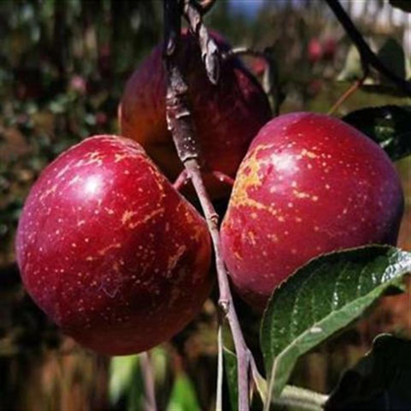 新疆阿克苏冰糖心苹果树嫁接苗特大苹果苗盆栽地栽南方北方种