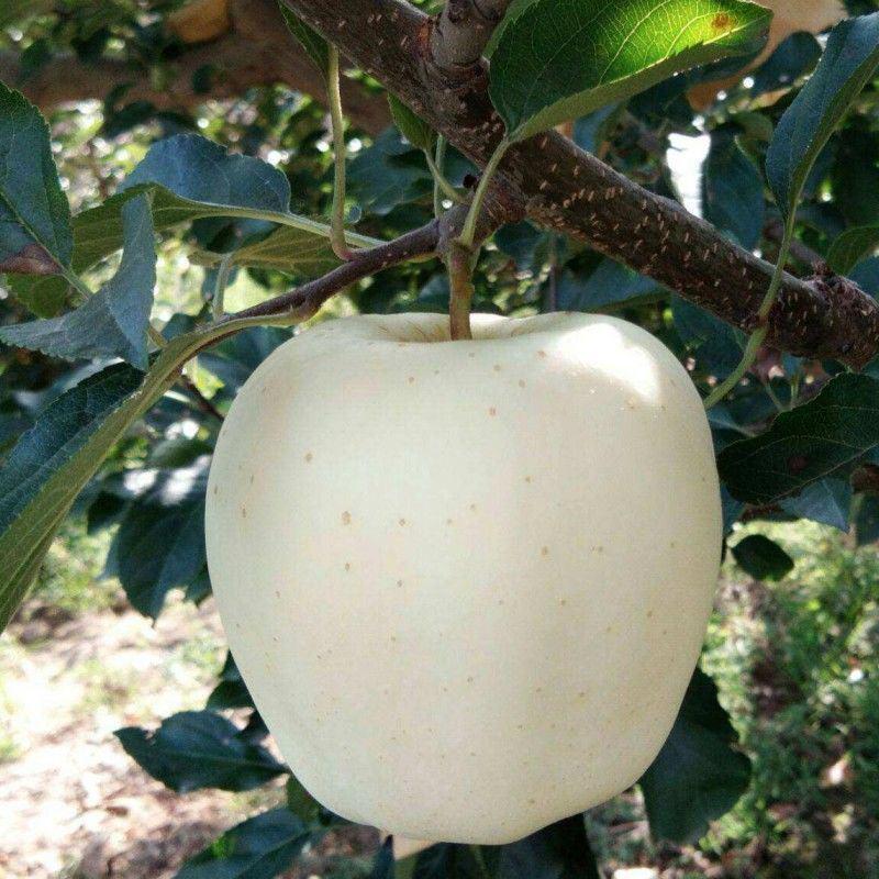 新疆阿克苏冰糖心苹果树嫁接苗特大苹果苗盆栽地栽南方北方种