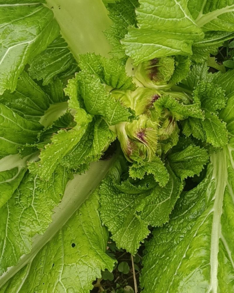 精品儿菜