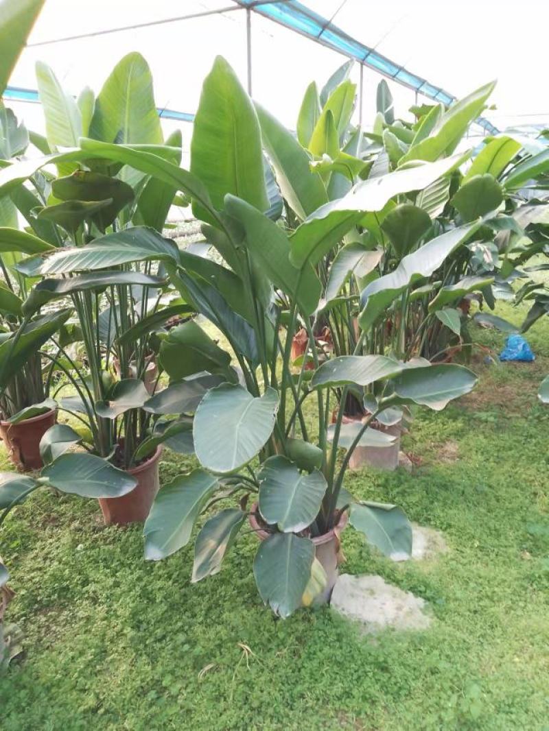 天堂鸟