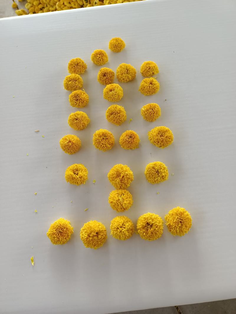 婺源黄菊苗，金丝皇菊苗，贡菊苗成活率高，品质好