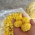 婺源黄菊苗，金丝皇菊苗，贡菊苗成活率高，品质好