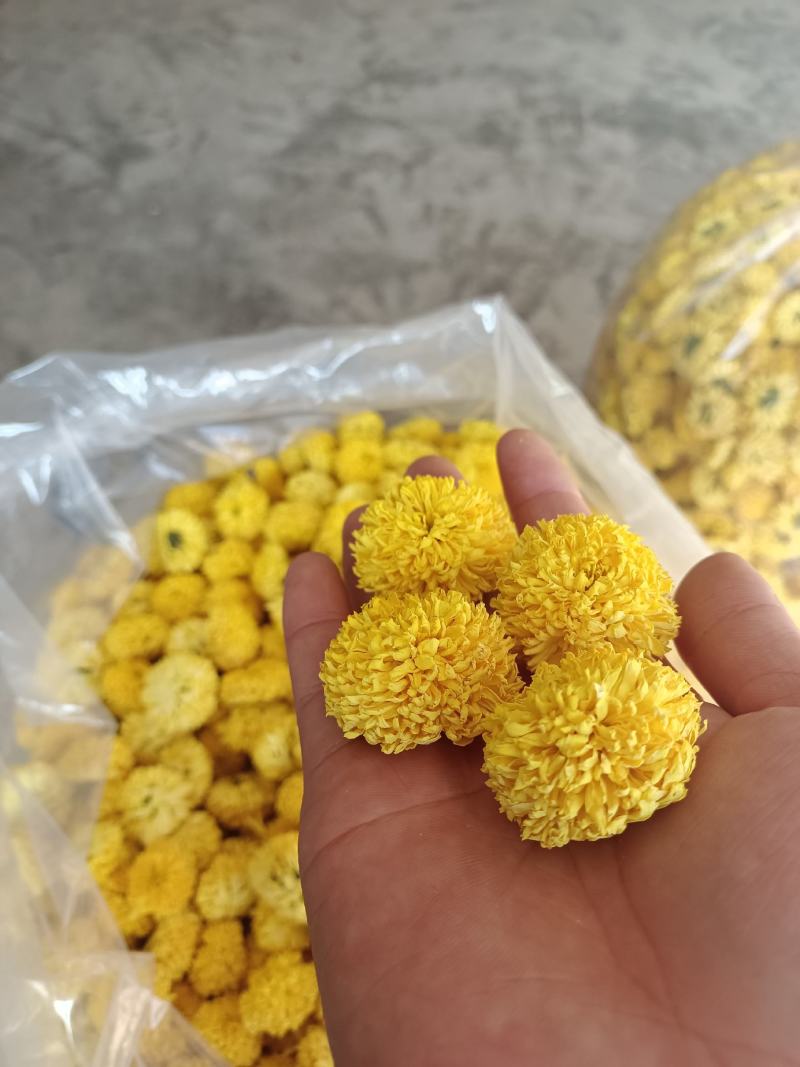 婺源黄菊苗，金丝皇菊苗，贡菊苗成活率高，品质好