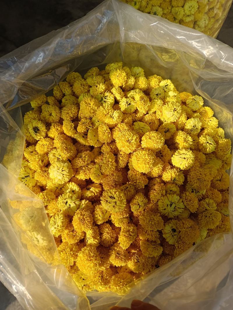 婺源黄菊苗，金丝皇菊苗，贡菊苗成活率高，品质好